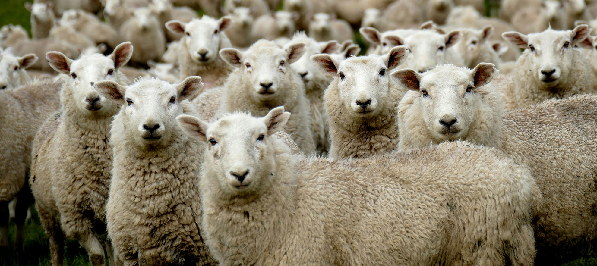 A Number of Sheep Facing the Camera